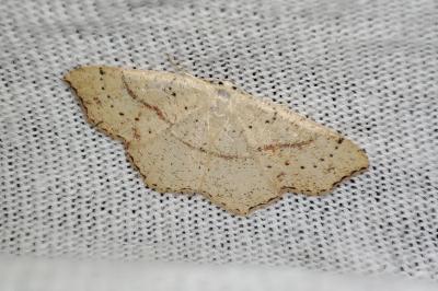 Cyclophora punctaria