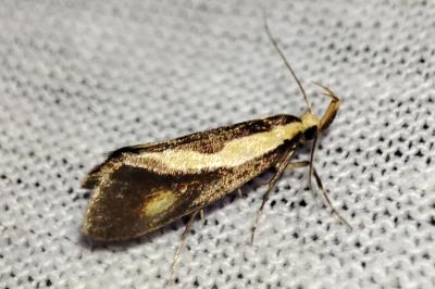 Harpella forficella