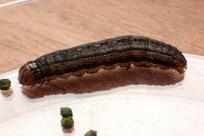 Mythimna unipuncta