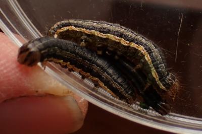 Mythimna unipuncta