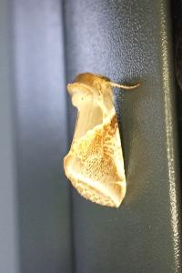Habrosyne pyritoides
