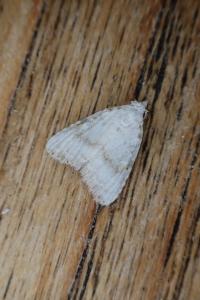 Meganola albula