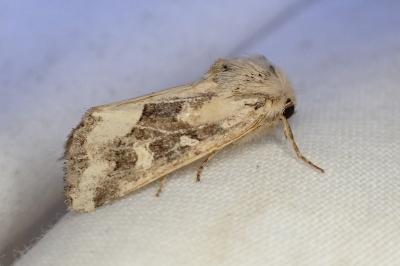 Luperina dumerilii