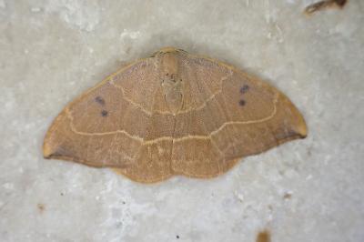 Watsonalla binaria