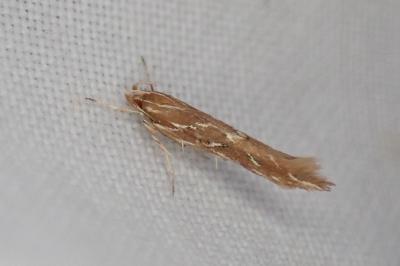 Pyroderces argyrogrammos