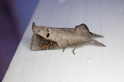 Clostera anachoreta