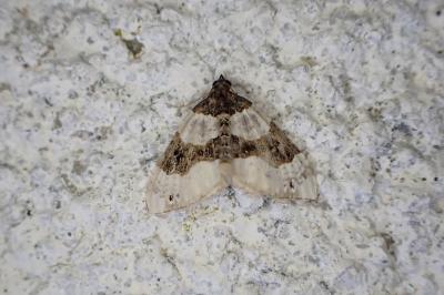 Cosmorhoe ocellata