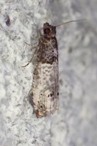 Notocelia incarnatana