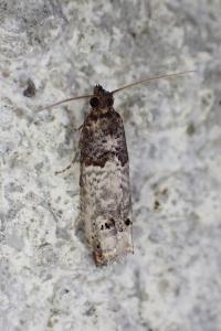 Notocelia incarnatana