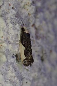 Monopis monachella