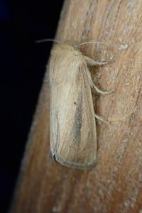 Sesamia nonagrioides