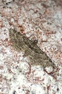 Gymnoscelis rufifasciata