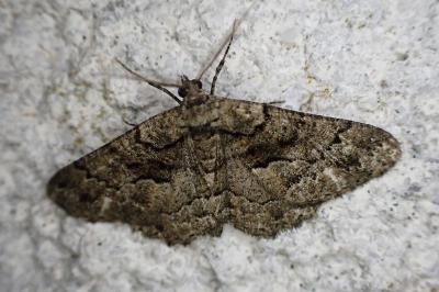 Peribatodes ilicaria