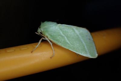 Bena bicolorana