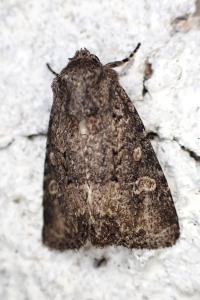 Luperina testacea