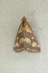 Pyrausta purpuralis