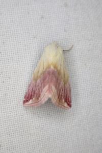 Eublemma purpurina