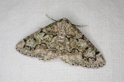 Cleorodes lichenaria