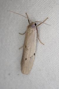 Pelosia muscerda