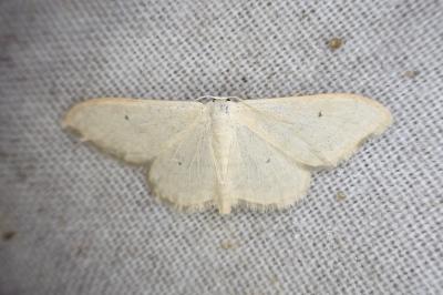 Idaea straminata