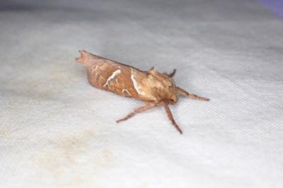 Triodia sylvina