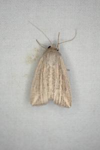 Mythimna riparia
