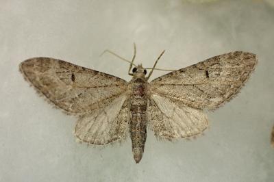 Eupithecia ochridata