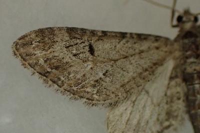 Eupithecia ochridata