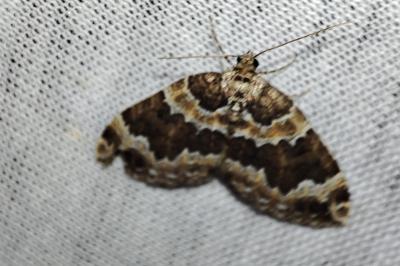 Electrophaes corylata