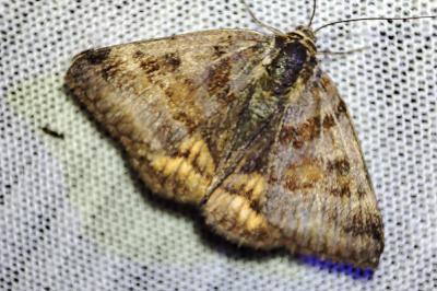 Euclidia glyphica