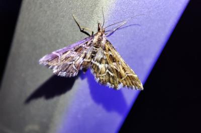 Diasemia reticularis