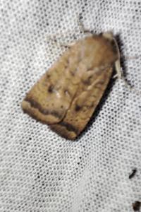 Cochylis atricapitana