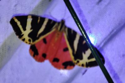 Euplagia quadripunctaria