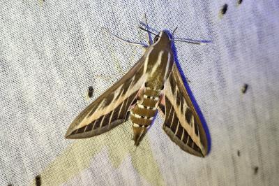 Hyles livornica