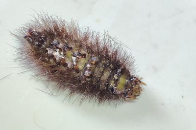 Phragmatobia fuliginosa