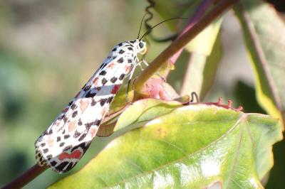 Utetheisa pulchella