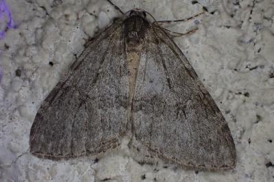 Epirrita dilutata/Epirrita autumnata/Epirrita christyi