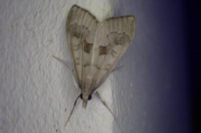 Mecyna asinalis