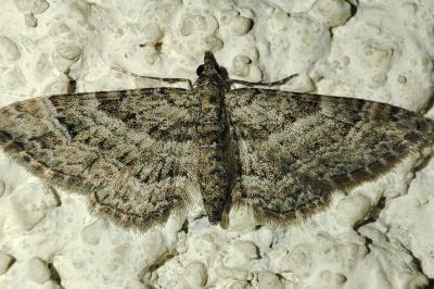 Gymnoscelis rufifasciata