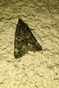 Chloroclysta siterata