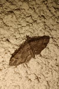 Gymnoscelis rufifasciata