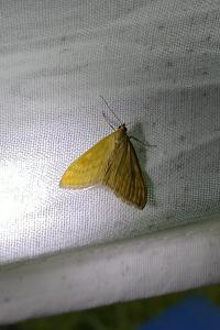 Sitochroa verticalis