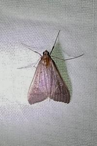 Mecyna asinalis