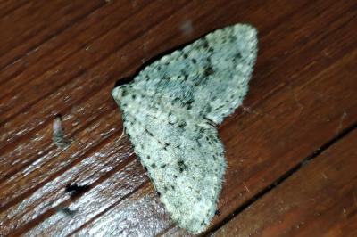 Colostygia multistrigaria