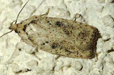 Agonopterix