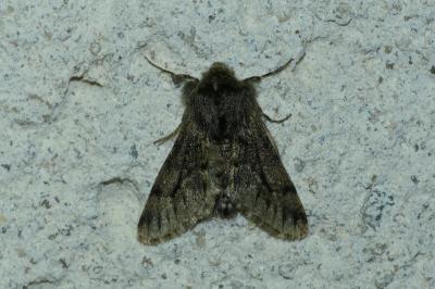 Apocheima hispidaria