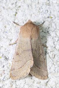 Orthosia cerasi