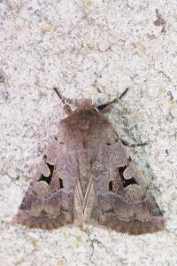 Orthosia gothica