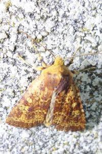 Conistra staudingeri