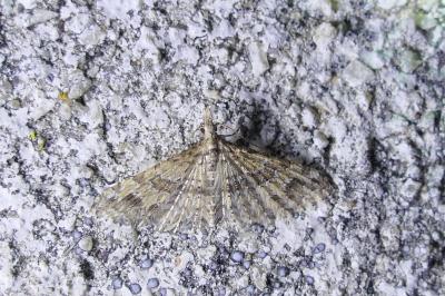 Alucita hexadactyla